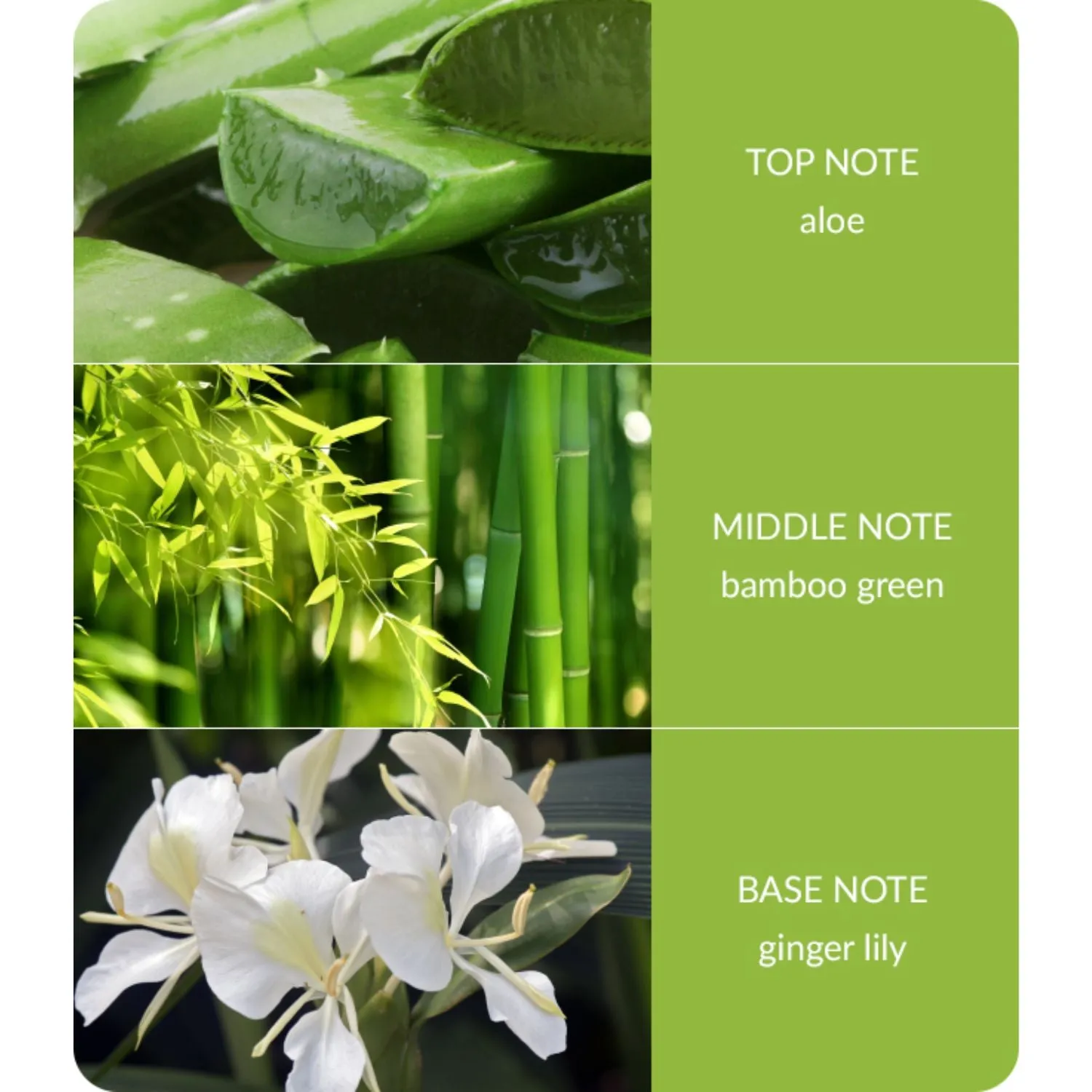 Bamboo 70ml Bamboo & Ginger Lily Reed Diffuser