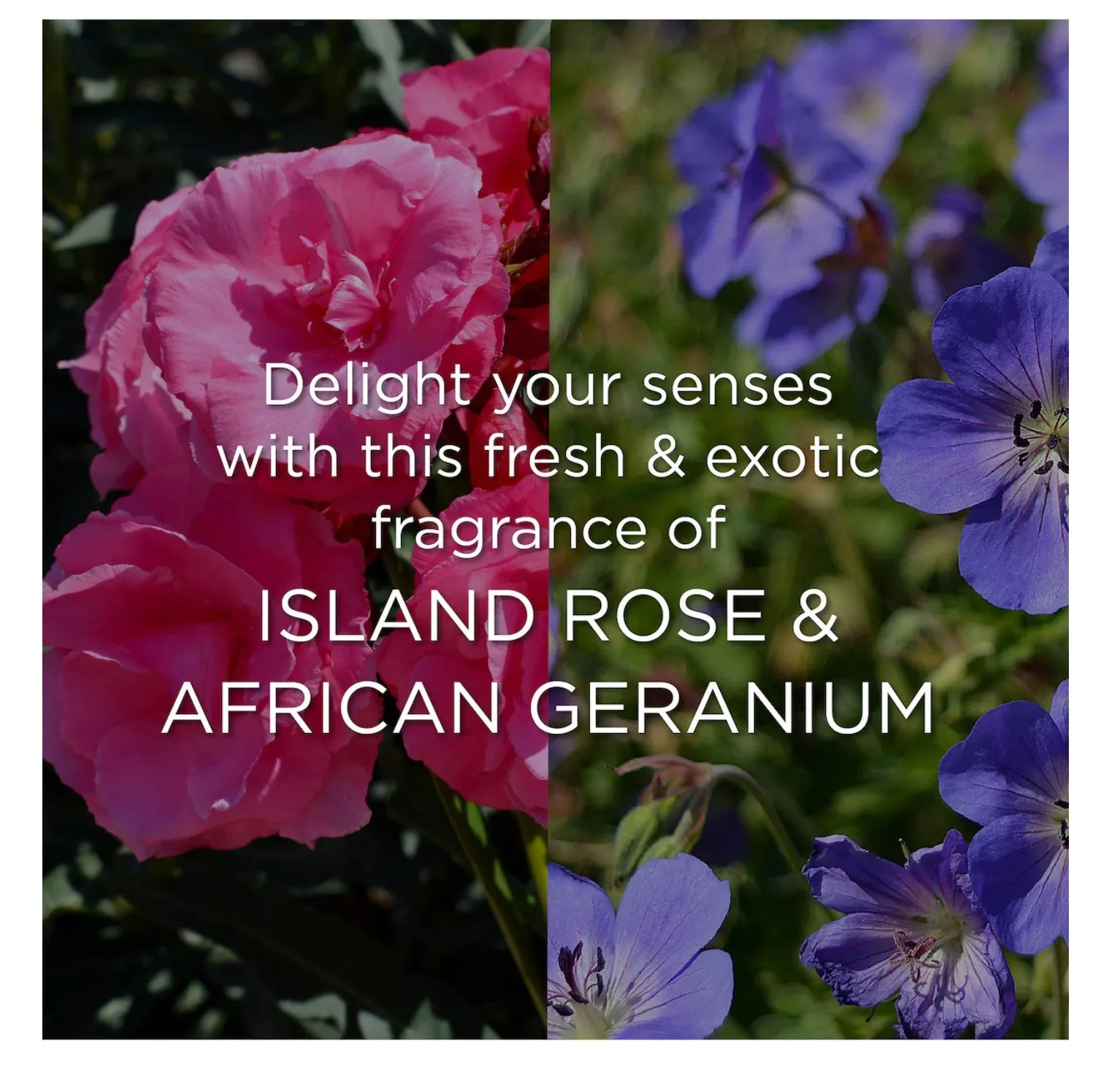 Botanica Island Rose & African Geranium Reed Diffuser | 80mL
