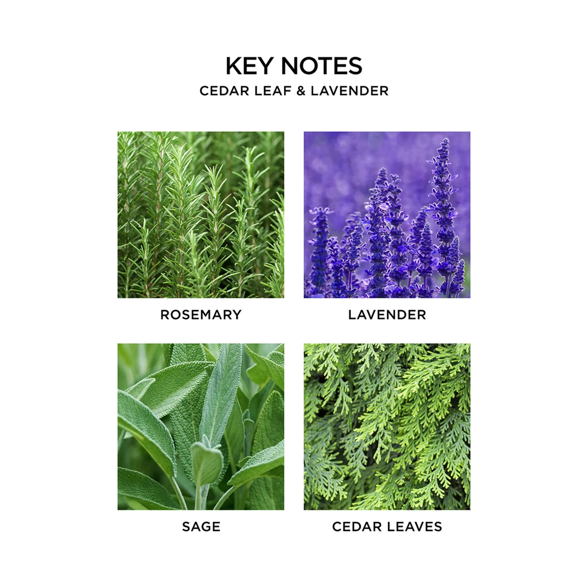 Cedar Leaf and Lavender Candle