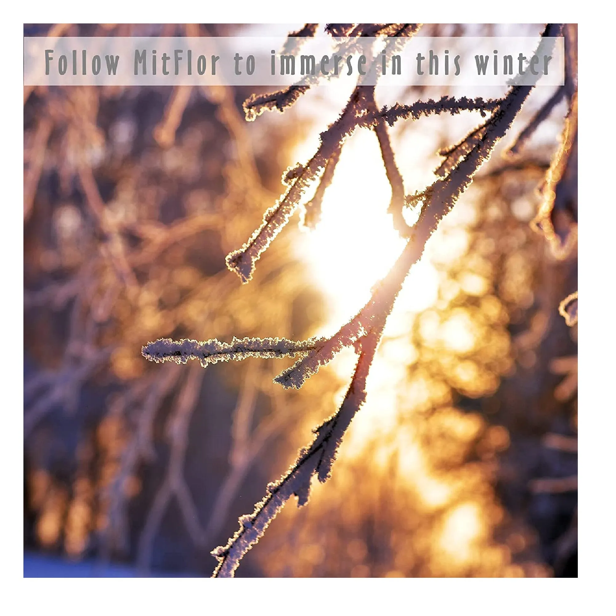 Fragrance Oil | MitFlor Winter Essential Oils For Diffuser | Scents To Make Soap And Candles