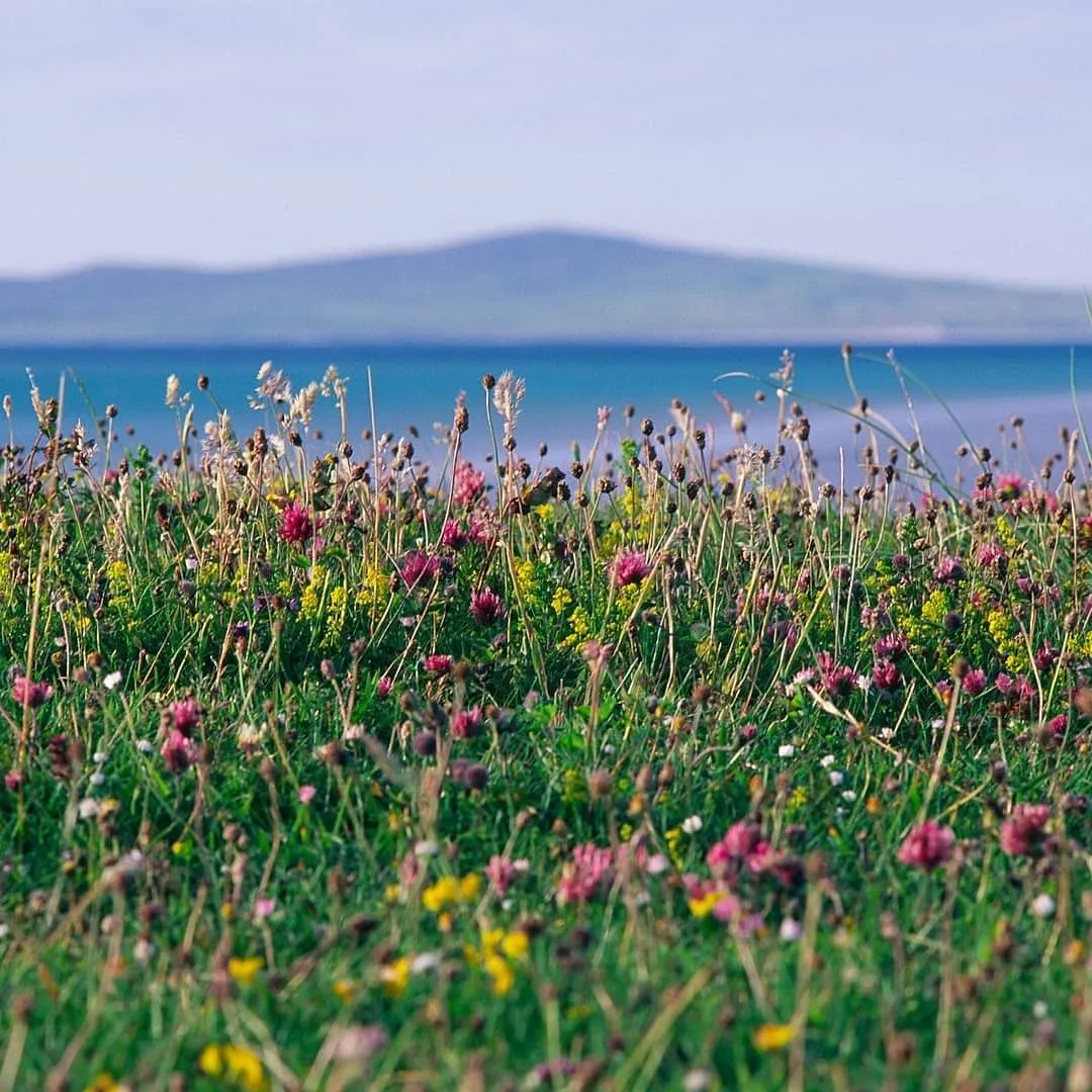 Machair Flowers Reed Diffuser