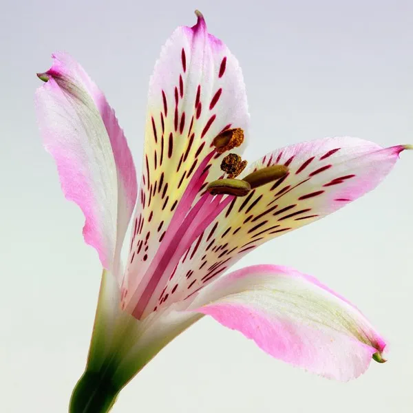 Oriental Lily Reed Diffuser